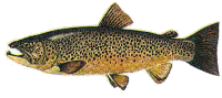The Brownie - Brown Trout